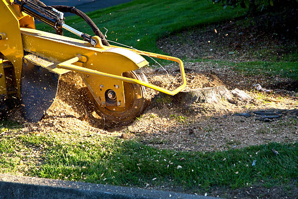 How Our Tree Care Process Works  in  Mccall, ID