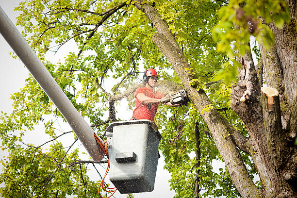 Reliable Mccall, ID Tree Services Solutions